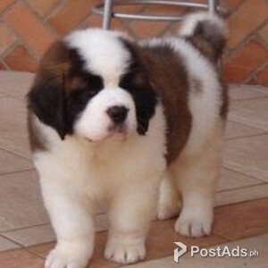 lovely Saint Bernard Puppies For Sale | PostAds PH