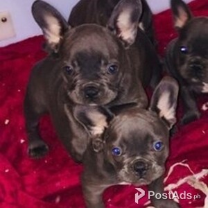 French Bulldog puppies available now. | PostAds PH