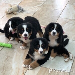 Bernese Mountain Dog puppies available and ready for their new home. | PostAds PH