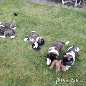 Akita puppies available and ready for their new home. | PostAds PH