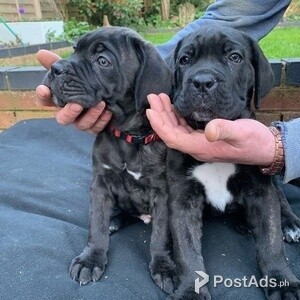 Ready To Go! Cane Corso Puppies | PostAds PH