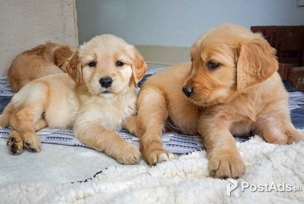 Beautiful Golden retriever puppies for sale