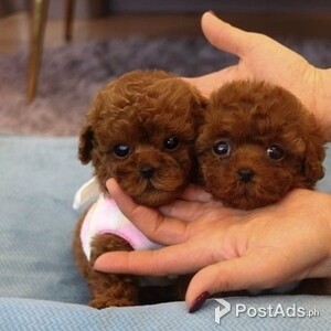 Teacup Poodle puppies available now | PostAds PH