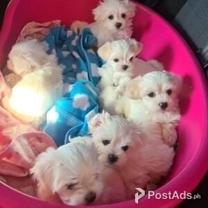 Beautiful Maltese puppies ready now | PostAds PH