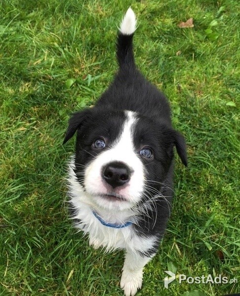 Gorgeous Border Collie puppies available