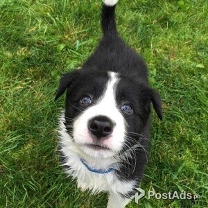Gorgeous Border Collie puppies available | PostAds PH