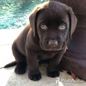 Labrador Retriever puppies for sale | PostAds PH