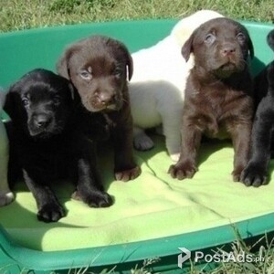 Labrador Pups available now for Sale | PostAds PH