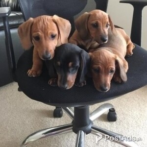 Dachshund puppies available for Sale | PostAds PH