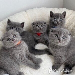 Scottish fold kittens for new home now. | PostAds PH