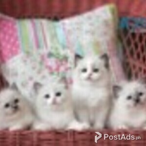 Home Raised Ragdoll Kittens. | PostAds PH
