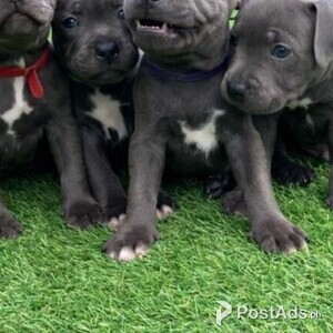 Staffordshire Terrier puppies,s | PostAds PH