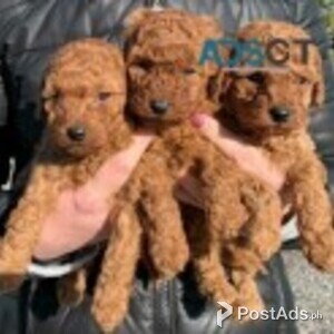 Toy poodles Puppies | PostAds PH