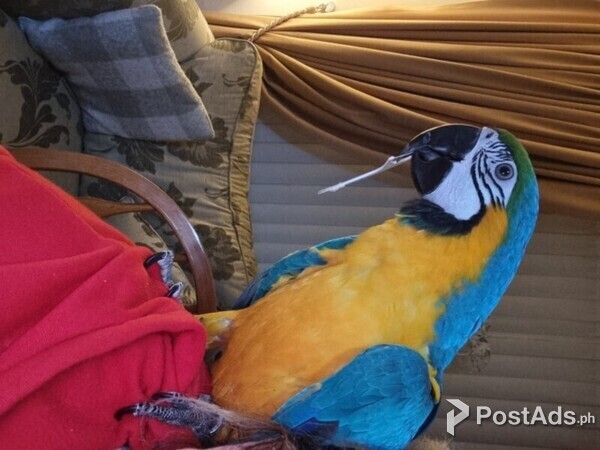 Talking Hyacinth Macaw Parrots available
