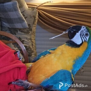 Talking Hyacinth Macaw Parrots available | PostAds PH