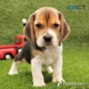 Beagle Puppies for sale | PostAds PH
