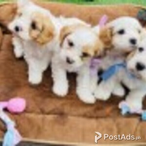 Our beautiful Cavapoo Puppies what s app. .( +63 909 238 4393) | PostAds PH