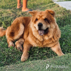 Purebred Chowchow puppies x 9 pups | PostAds PH