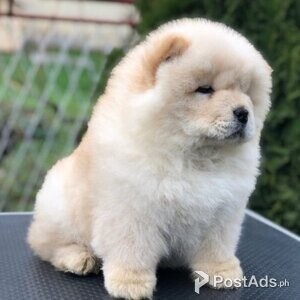 Registered Chow chow puppies looking for a good and caring home | PostAds PH