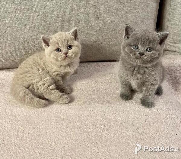  British Shorthair Kittens