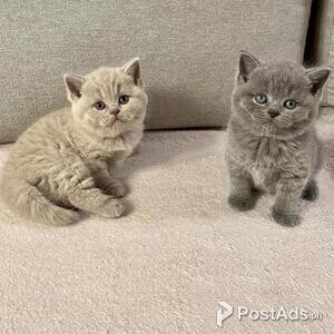 British Shorthair Kittens | PostAds PH