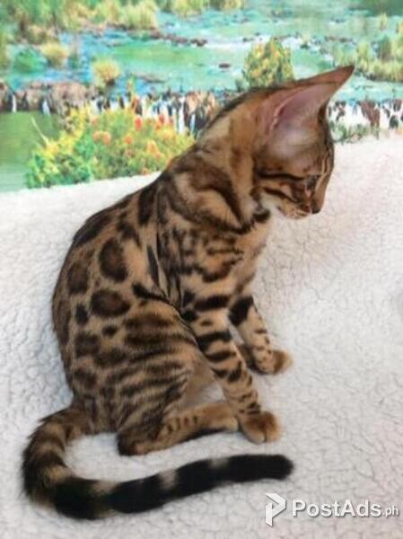 Bengal kittens