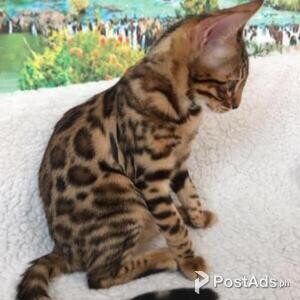 Bengal kittens | PostAds PH