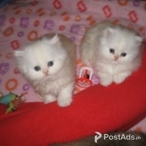Persian Chinchilla Persian Kittens | PostAds PH