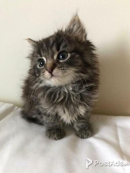  Beautiful Maine Coon Kittens