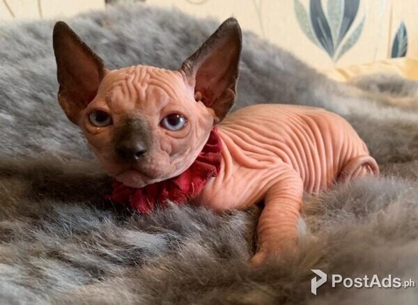 Sphynx Kittens Available