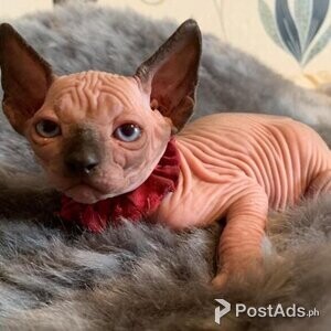 Sphynx Kittens Available | PostAds PH