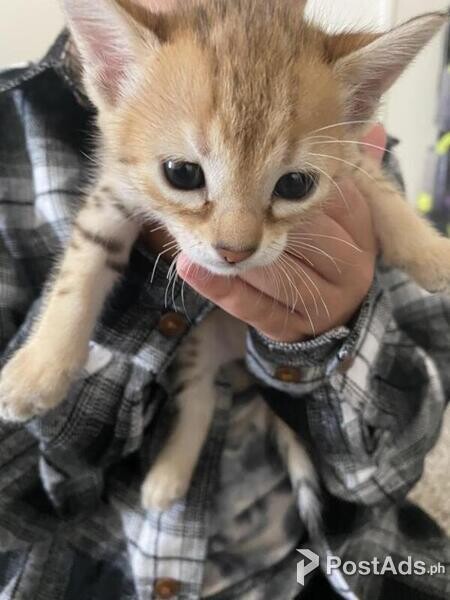  Affectionate Savannah kittens 