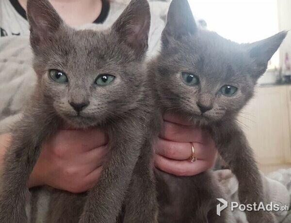 Certified Russian Blue Kittens