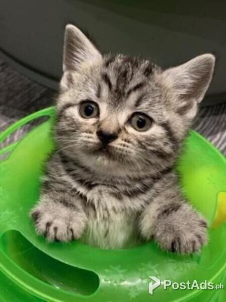  Beautiful American Shorthair Kitten
