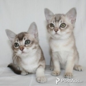 Beautiful Litter Of Asian Kittens | PostAds PH