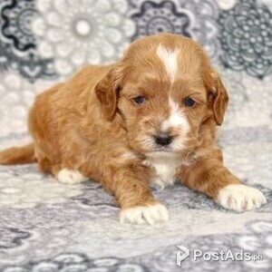 Cockapoo | PostAds PH