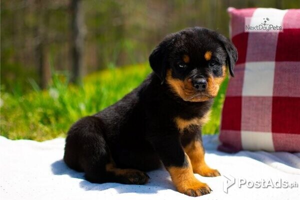 Rottweiler puppies for sale - Clara Wilson | PostAds.ph