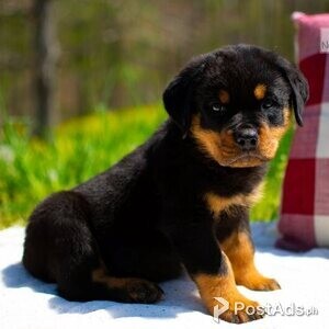 Rottweiler puppies for sale | PostAds PH