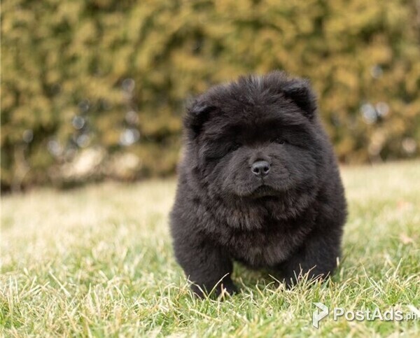 Chow Chow puppies
