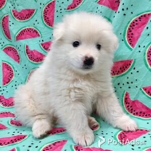 American Eskimo Puppies Available for new home, | PostAds PH