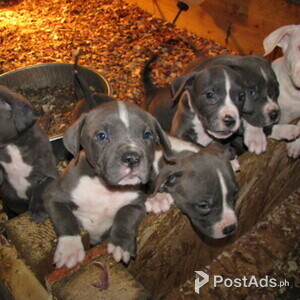 Male and Female Pitbull puppies for sale | PostAds PH