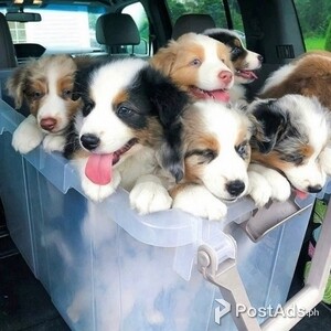 Australian Shepherd Puppies For Sale. | PostAds PH