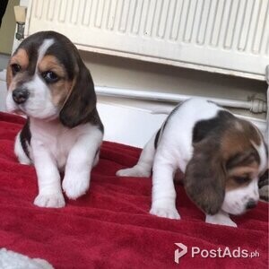 Cute Beagle Puppies. | PostAds PH