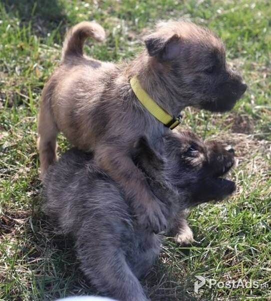 Cairn Terrier puppies available now.