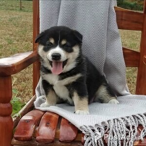 Shiba Inu Puppies | PostAds PH