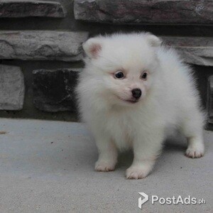 Pomeranian pupps | PostAds PH