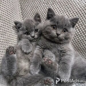 British short Hair Kittens | PostAds PH