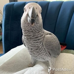 African gray birds | PostAds PH