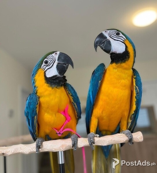 Blue Gold  and Red  macaw parrots available 