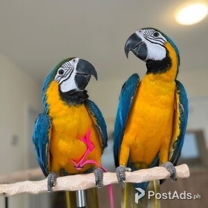 Blue Gold and Red macaw parrots available | PostAds PH